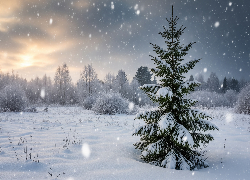 Padający, Śnieg, Zima, Ośnieżone, Drzewa