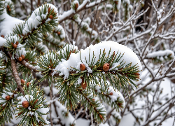 Zima, Ośnieżona, Gałązka, Iglak