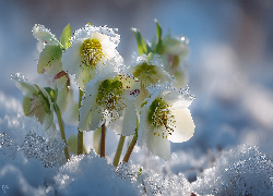 Ciemierniki, Kwiaty, Śnieg, Grafika AI