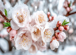 Białe, Kwiaty, Gałązki, Śnieg