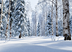 Zima, Las, Drzewa, Brzozy, Świerki, Grafika AI