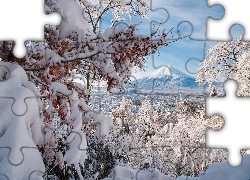 Zima, Drzewa, Dolina, Góra, Fuji, Japonia