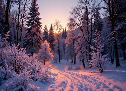 Zima, Zachód słońca, Las, Zaśnieżona, Droga, Ośnieżone, Drzewa