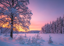 Zima, Drzewa, Krzewy, Ośnieżone, Zachód słońca