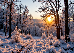 Zima, Drzewa, Las, Wschód słońca, Grafika AI