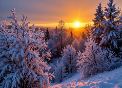 Zima, Zachód słońca, Śnieg, Ośnieżone, Drzewa