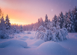 Zima, Las, Drzewa, Ośnieżone, Zaspy, Wschód słońca
