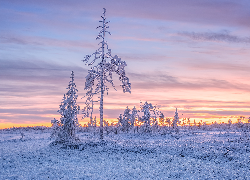 Ośnieżone, Drzewa, Niebo, Zachód słońca, Zima