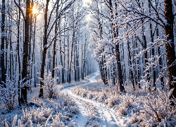 Zima, Las, Ośnieżone, Drzewa, Rośliny, Promienie słońca, Droga
