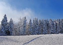 Zima, Las, Drzewa, Pole, Śnieg