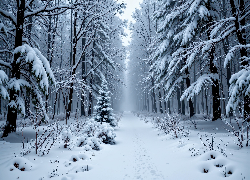 Zima, Zaśnieżona, Ścieżka, Drzewa, Las, Grafika AI