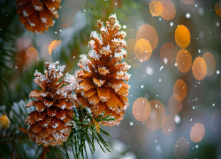 Dwie, Ośnieżone, Szyszki, Sosna, Igły, Bokeh, Grafika