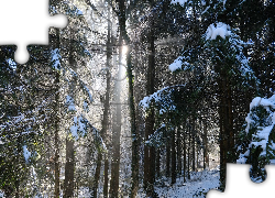 Las, Drzewa, Droga, Zima, Śnieg, Przebijające światło
