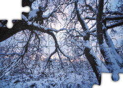 Zima, Śnieg, Drzewo, Gałęzie, Ośnieżone