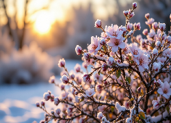 Ośnieżone, Kwiaty, Krzew, Grafika AI