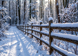 Zima, Las, Ośnieżone, Drzewa, Zaśnieżona, Droga, Ogrodzenie