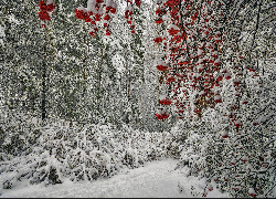 Las, Drzewa, Jarzębina, Krzewy, Śnieg, Zima