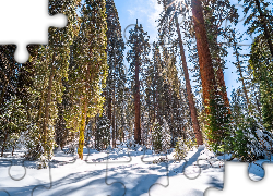 Zima, Las, Drzewa, Sekwoja, General Grant Grove, Promienie słońca, Park Narodowy Kings Canyon, Kalifornia, Stany Zjednoczone