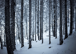 Las, Zima, Śnieg, Drzewa, Pnie