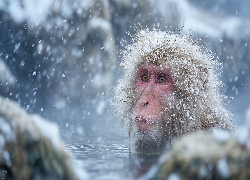 Małpa, Makak japoński, Kąpiel, Zima, Grafika AI