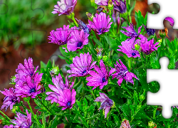 Ciemnoróżowe, Kwiaty, Osteospermum, Stokrotka afrykańska