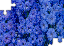 Niebieskie, Kwiaty, Ostróżka