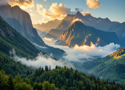 Góry, Opadająca, Mgła, Las