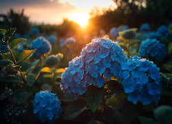 Niebieskie, Kwiaty, Hortensje, Zachód ałońca
