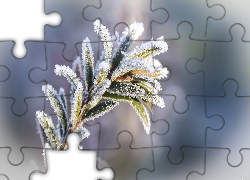 Oszroniona, Gałązka, Roślina, Zima, Mgła, Mróz