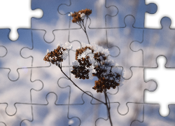 Zima, Śnieg,  Roślina