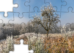 Drzewa, Mróz, Trawa, Wzgórze, Rośliny