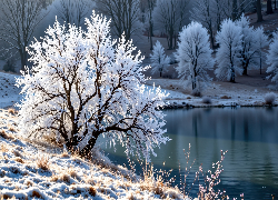 Drzewo, Staw, Zima, Grafika AI