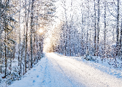 Zima, Śnieg, Droga, Las, Drzewa, Oszronione