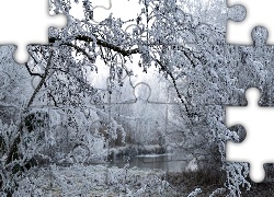 Zima, Las, Staw, Oszronione, Drzewa, Gałęzie