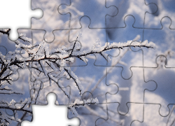 Zima, Oszronione, Gałęzie