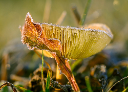 Grzyb, Russula, Gołąbek, Makro