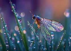 Owad, Źdźbła, Trawa, Krople, Makro, Grafika AI