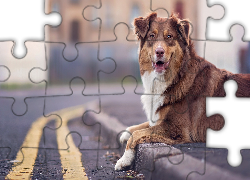 Owczarek australijski, Australian shepherd, Chodnik, Ulica