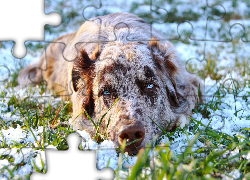 Leżący, Owczarek australijski, Australian shepherd, Śnieg, Trawa