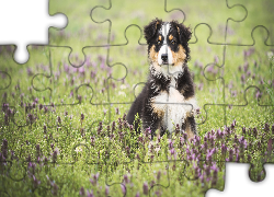 Owczarek australijski, Australian shepherd, Szczeniak, Łąka