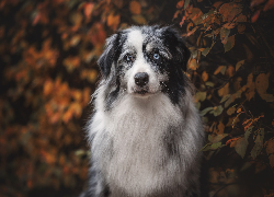 Pies, Biało-szary, Owczarek australijski, Liście