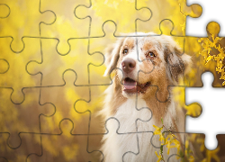 Owczarek australijski, Australian shepherd, Forsycja