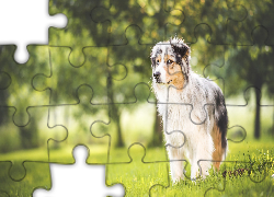 Wiosna, Owczarek australijski, Australian shepherd