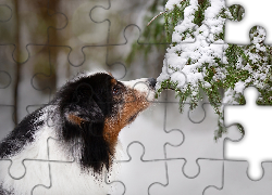 Pies, Owczarek australijski, Gałązki, Śnieg