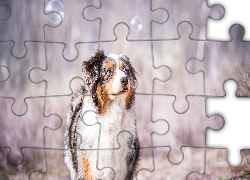 Owczarek australijski, Australian shepherd, Spojrzenie, Bańki