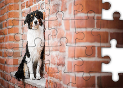 Pies, Owczarek australijski, Ściana, Murek, Cegły
