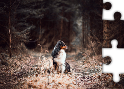 Owczarek australijski, Australian shepherd, Droga, Las