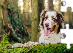 Owczarek australijski, Australian shepherd, Język, Las