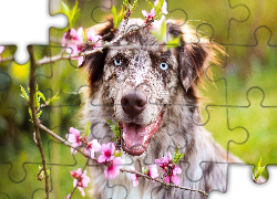 Owczarek australijski, Australian shepherd, Kwiaty