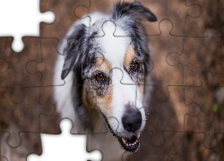 Owczarek australijski, Australian shepherd